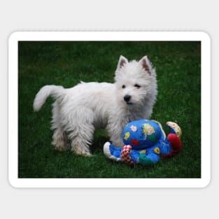 Westie puppy Sticker